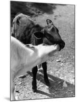 Kissing Calves-null-Mounted Photographic Print