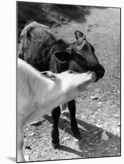 Kissing Calves-null-Mounted Photographic Print