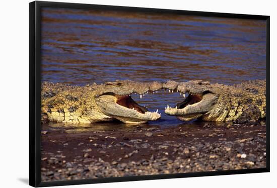 Kissing Crocs-null-Framed Poster