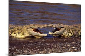 Kissing Crocs-null-Mounted Poster