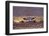 Kissing Crocs-null-Framed Art Print