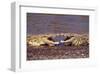 Kissing Crocs-null-Framed Art Print