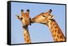 Kissing Giraffes-ZambeziShark-Framed Stretched Canvas