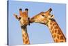 Kissing Giraffes-ZambeziShark-Stretched Canvas