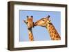 Kissing Giraffes-ZambeziShark-Framed Photographic Print