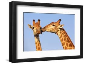 Kissing Giraffes-ZambeziShark-Framed Photographic Print