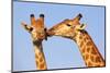 Kissing Giraffes-ZambeziShark-Mounted Photographic Print