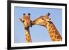Kissing Giraffes-ZambeziShark-Framed Photographic Print