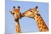 Kissing Giraffes-ZambeziShark-Mounted Photographic Print