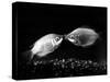 Kissing Gouramis: Romeo on the Right Made a Real Catch, Soon They Will be Swimming Around Together-null-Stretched Canvas