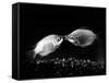 Kissing Gouramis: Romeo on the Right Made a Real Catch, Soon They Will be Swimming Around Together-null-Framed Stretched Canvas