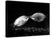 Kissing Gouramis: Romeo on the Right Made a Real Catch, Soon They Will be Swimming Around Together-null-Stretched Canvas