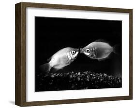 Kissing Gouramis: Romeo on the Right Made a Real Catch, Soon They Will be Swimming Around Together-null-Framed Premium Photographic Print