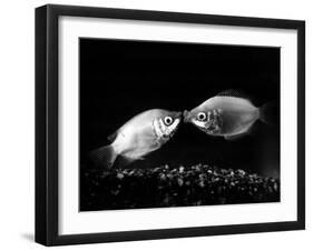 Kissing Gouramis: Romeo on the Right Made a Real Catch, Soon They Will be Swimming Around Together-null-Framed Premium Photographic Print