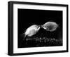 Kissing Gouramis: Romeo on the Right Made a Real Catch, Soon They Will be Swimming Around Together-null-Framed Premium Photographic Print