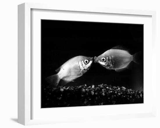 Kissing Gouramis: Romeo on the Right Made a Real Catch, Soon They Will be Swimming Around Together-null-Framed Premium Photographic Print