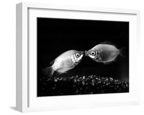 Kissing Gouramis: Romeo on the Right Made a Real Catch, Soon They Will be Swimming Around Together-null-Framed Premium Photographic Print