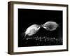 Kissing Gouramis: Romeo on the Right Made a Real Catch, Soon They Will be Swimming Around Together-null-Framed Photographic Print