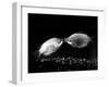 Kissing Gouramis: Romeo on the Right Made a Real Catch, Soon They Will be Swimming Around Together-null-Framed Photographic Print