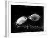 Kissing Gouramis: Romeo on the Right Made a Real Catch, Soon They Will be Swimming Around Together-null-Framed Photographic Print