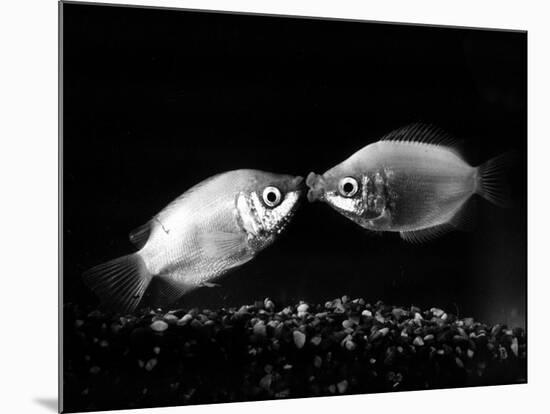 Kissing Gouramis: Romeo on the Right Made a Real Catch, Soon They Will be Swimming Around Together-null-Mounted Photographic Print