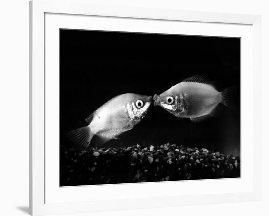 Kissing Gouramis: Romeo on the Right Made a Real Catch, Soon They Will be Swimming Around Together-null-Framed Photographic Print