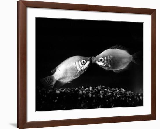 Kissing Gouramis: Romeo on the Right Made a Real Catch, Soon They Will be Swimming Around Together-null-Framed Photographic Print