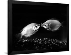 Kissing Gouramis: Romeo on the Right Made a Real Catch, Soon They Will be Swimming Around Together-null-Framed Photographic Print