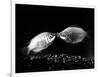 Kissing Gouramis: Romeo on the Right Made a Real Catch, Soon They Will be Swimming Around Together-null-Framed Photographic Print