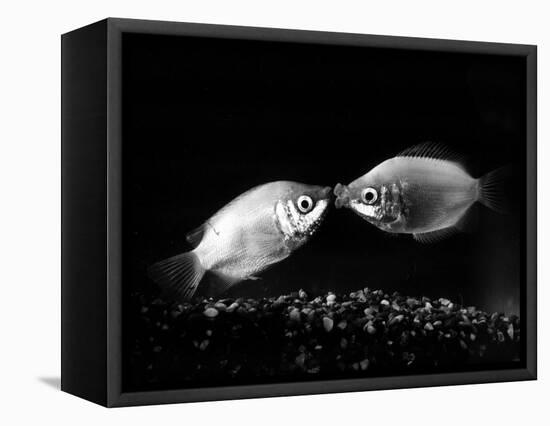 Kissing Gouramis: Romeo on the Right Made a Real Catch, Soon They Will be Swimming Around Together-null-Framed Stretched Canvas