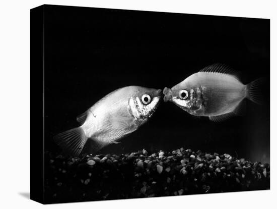 Kissing Gouramis: Romeo on the Right Made a Real Catch, Soon They Will be Swimming Around Together-null-Stretched Canvas
