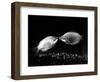 Kissing Gouramis: Romeo on the Right Made a Real Catch, Soon They Will be Swimming Around Together-null-Framed Photographic Print