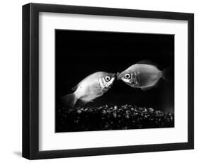 Kissing Gouramis: Romeo on the Right Made a Real Catch, Soon They Will be Swimming Around Together-null-Framed Photographic Print