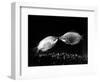 Kissing Gouramis: Romeo on the Right Made a Real Catch, Soon They Will be Swimming Around Together-null-Framed Photographic Print