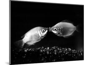 Kissing Gouramis: Romeo on the Right Made a Real Catch, Soon They Will be Swimming Around Together-null-Mounted Photographic Print