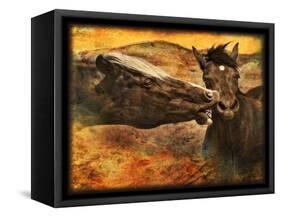 Kissing Horses I-David Drost-Framed Stretched Canvas