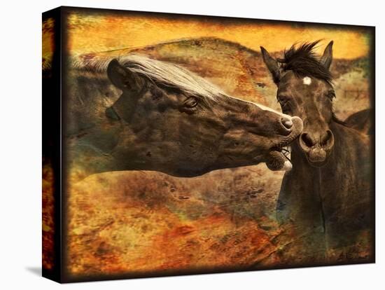 Kissing Horses I-David Drost-Stretched Canvas