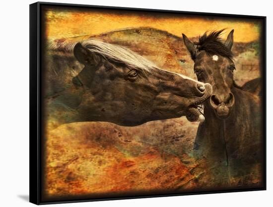 Kissing Horses I-David Drost-Framed Stretched Canvas