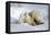 Kissing Polar Bear Cubs-Howard Ruby-Framed Stretched Canvas