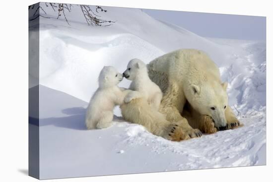 Kissing Polar Bear Cubs-Howard Ruby-Stretched Canvas