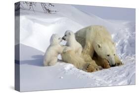 Kissing Polar Bear Cubs-Howard Ruby-Stretched Canvas