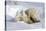 Kissing Polar Bear Cubs-Howard Ruby-Stretched Canvas