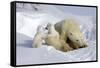 Kissing Polar Bear Cubs-Howard Ruby-Framed Stretched Canvas