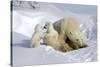 Kissing Polar Bear Cubs-Howard Ruby-Stretched Canvas