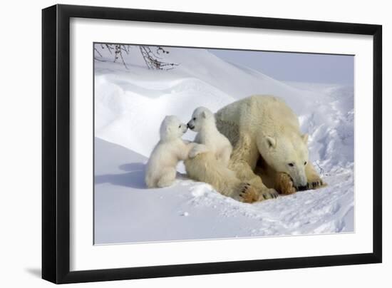 Kissing Polar Bear Cubs-Howard Ruby-Framed Photographic Print