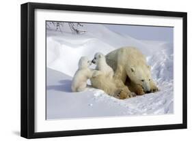 Kissing Polar Bear Cubs-Howard Ruby-Framed Photographic Print