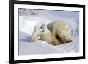 Kissing Polar Bear Cubs-Howard Ruby-Framed Photographic Print