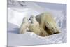 Kissing Polar Bear Cubs-Howard Ruby-Mounted Photographic Print