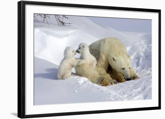 Kissing Polar Bear Cubs-Howard Ruby-Framed Photographic Print