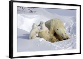 Kissing Polar Bear Cubs-Howard Ruby-Framed Photographic Print